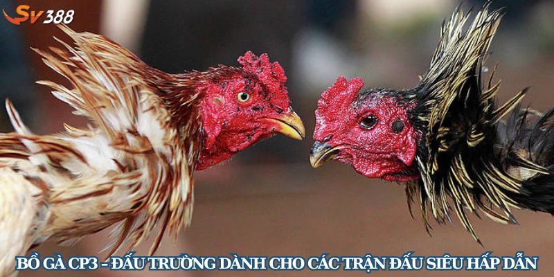 Bồ gà CP3 – Đấu trường dành cho các trận đấu siêu hấp dẫn