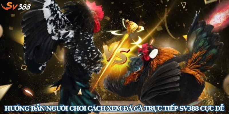 Hướng dẫn người chơi cách xem đá gà trực tiếp SV388 cực dễ 