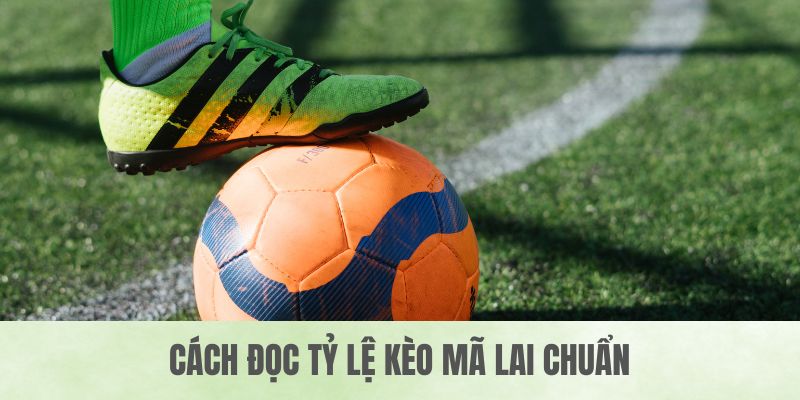 Cách đọc tỷ lệ kèo mã lai chuẩn