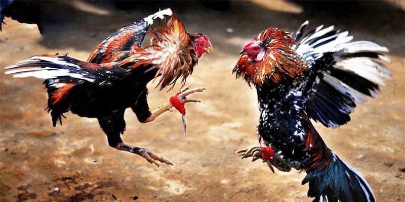 Đá gà Kubet11 – Sân chơi cá cược đá gà trực tuyến uy tín