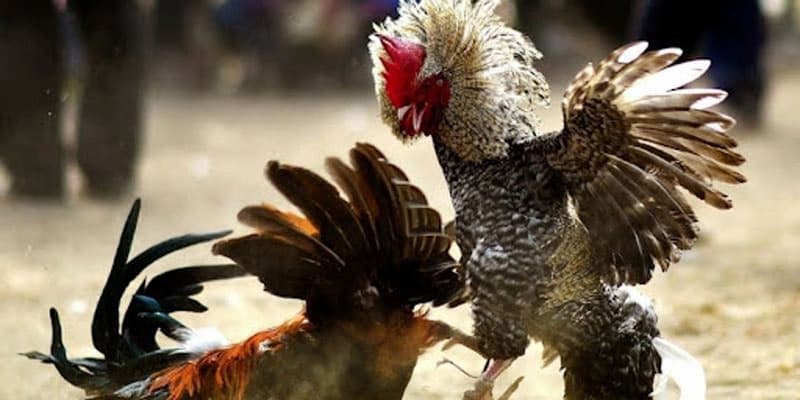 Các hình thức cá cược đá gà phổ biến tại Kubet11