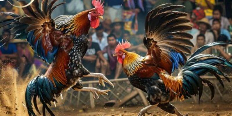 Kinh nghiệm cược đá gà Kubet11 từ cao thủ