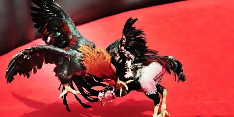 Đá Gà S666 – Sân Chơi Kịch Tính, Đam Mê Bất Tận Nhất