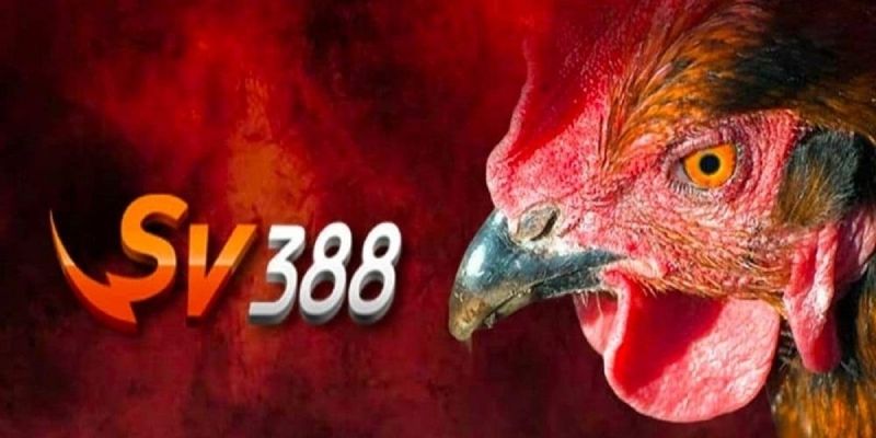 Khám Phá Đấu Gà Trực Tuyến SV388 Với Những Bí Kíp Hay