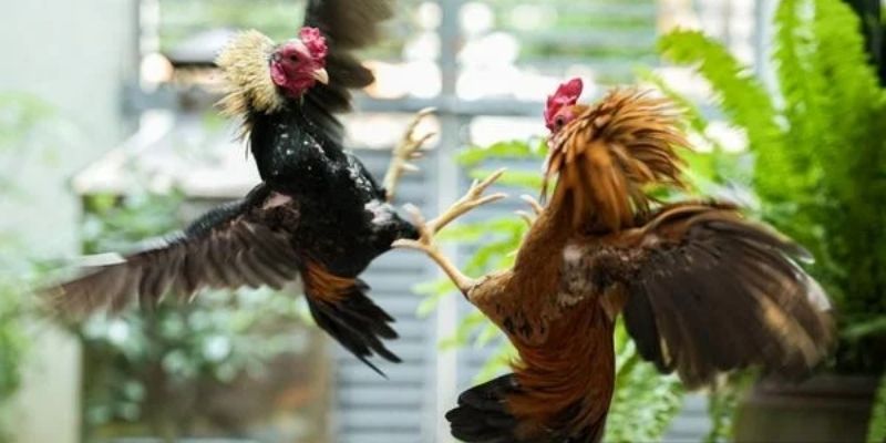 Bí kíp xem đá gà tại SV388 hiệu quả, an toàn cho người mới