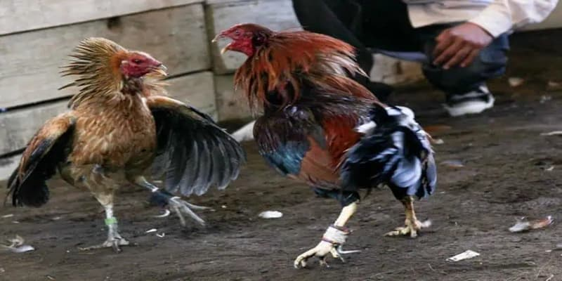 Các tính năng bổ sung trên SV388 đá gà Thomo