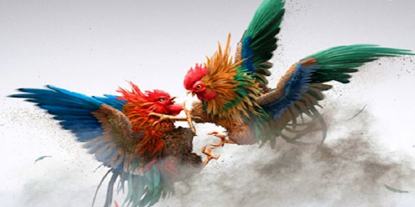 Cách rèn phản xạ tại đá gà thomo để tấn công chính xác