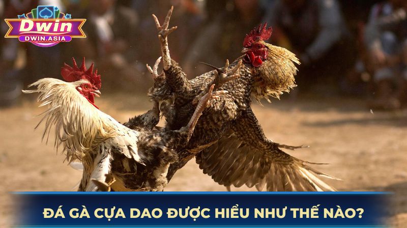Đá Gà Cựa Dao – Tinh Hoa Của Bộ Môn Giải Trí Truyền Thống