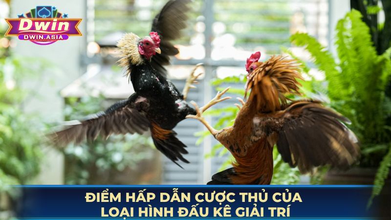 Điểm hấp dẫn cược thủ của loại hình đấu kê giải trí