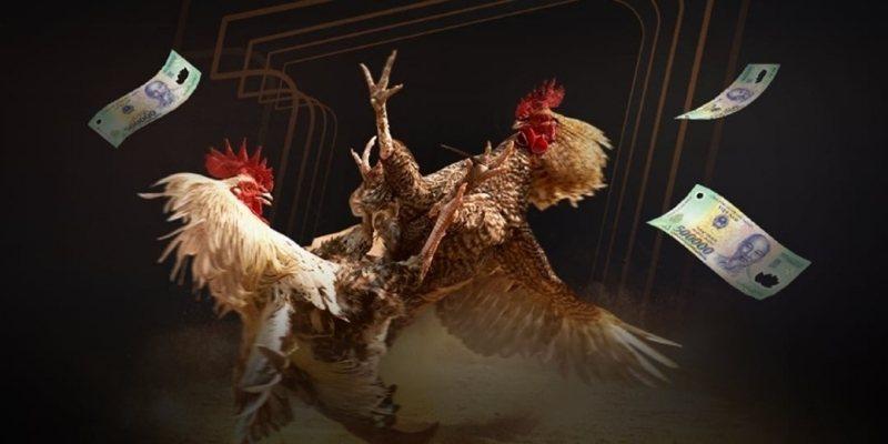 Điểm mặt các loại hình đá gà XX88 cực cuốn