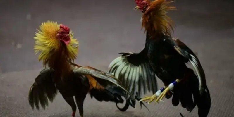 Mẹo hay đá gà XX88 giúp thắng nhanh gọn lẹ