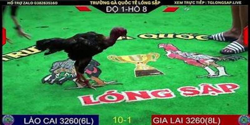 Mẹo phân tích lối đá và phong độ gà trước khi đặt cược