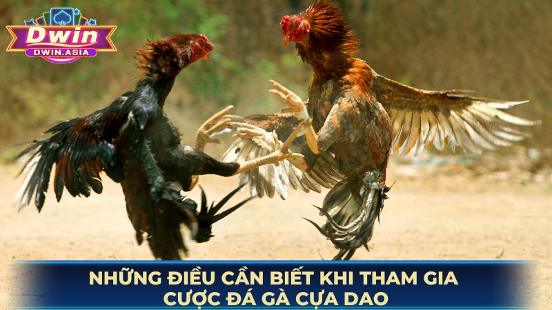 Những điều cần biết khi tham gia cược đá gà cựa dao