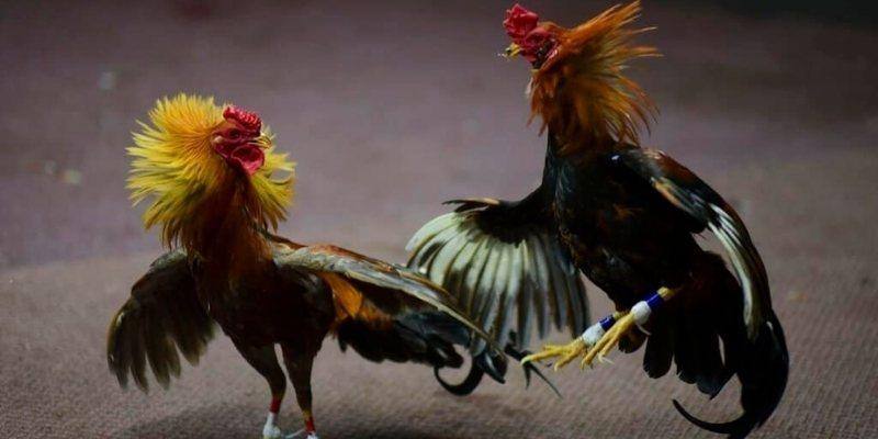 Bí kíp đá gà cựa sắt giúp anh em làm chủ cuộc chơi