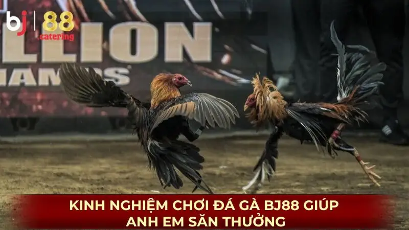 BJ88 – Không Chỉ Là Cược Mà Là Giải Trí Thực Sự