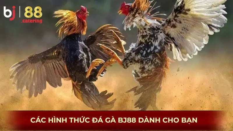 Các Dạng Đá Gà Tại BJ88 – Không Chỉ Có Gà Nòi