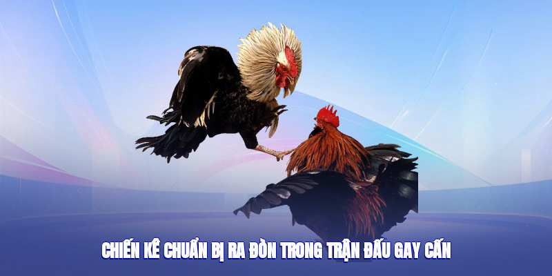 Chiến kê chuẩn bị ra đòn trong trận đấu gay cấn