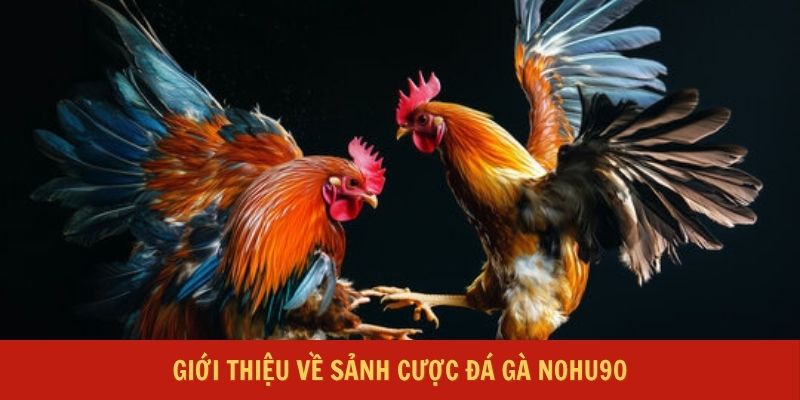 Cược đá gà Nohu90 – Cuộc chơi bùng nổ của các chiến kê