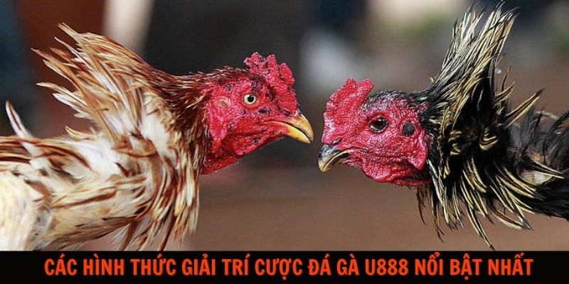 Sảnh cược đá gà U888 – Thông tin chi tiết về sảnh cược số 1