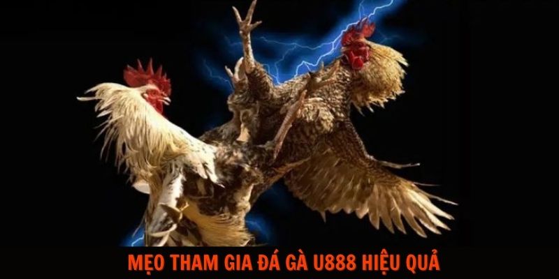 Mẹo tham gia đá gà U888 hiệu quả