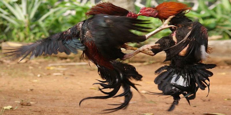 Đá gà UU88 có tổng số cược thủ tham gia lớn nhất