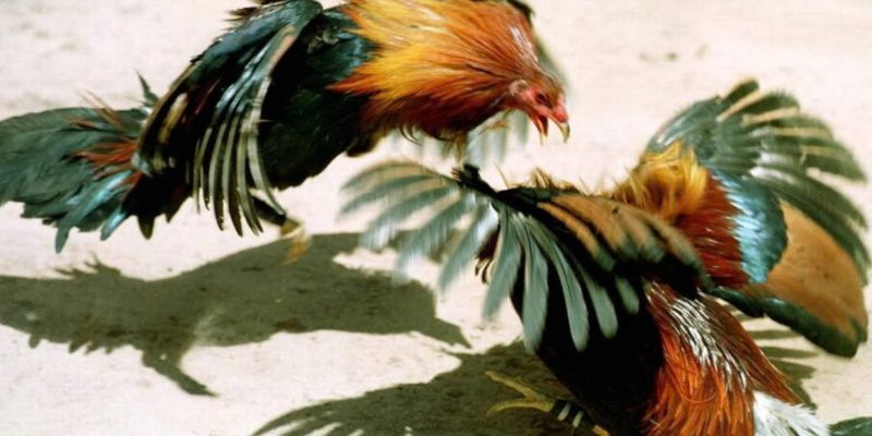Đá Gà Uu88 – Sân Chơi Cá Cược Kịch Tính, Thắng Lớn Mỗi Ngày