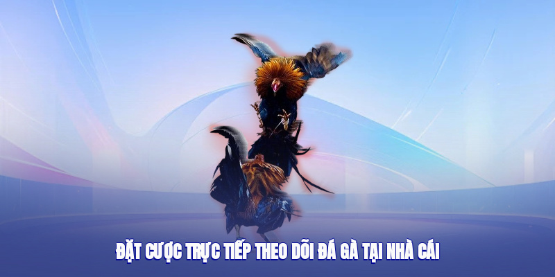 Đặt cược trực tiếp theo dõi đá gà tại nhà cái