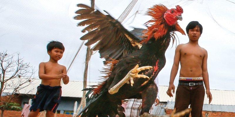 Đá gà cựa sắt – Đỉnh cao của bản lĩnh và máu chiến tại đấu trường WW88