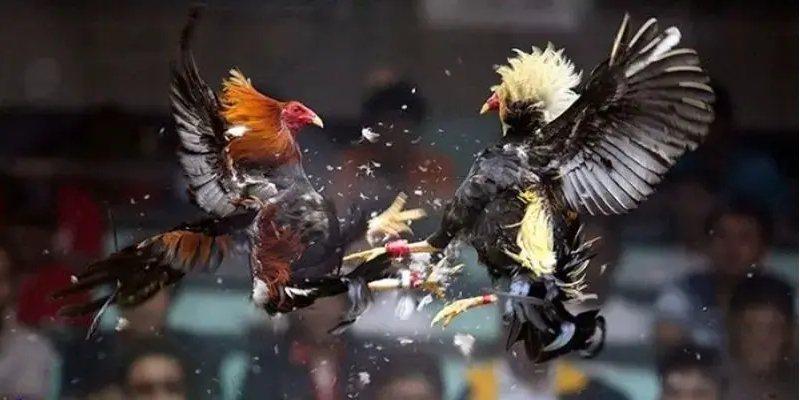 Học hỏi chiến thuật đá gà ONBET từ cao thủ