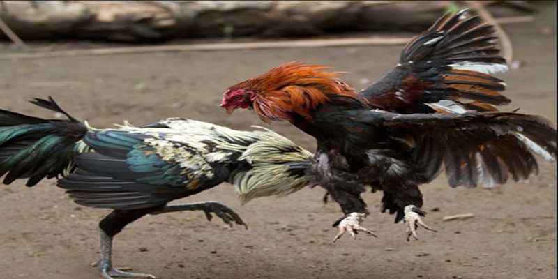 Hướng dẫn rất hiệu quả