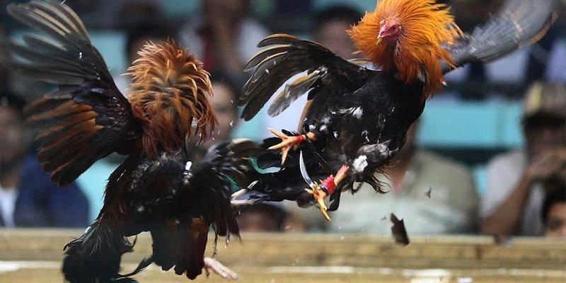 Luật chơi đá gà cựa sắt - Hiểu trận địa