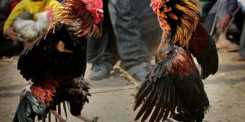 Luật chơi đá gà ONBET được thiết kế dễ hiểu