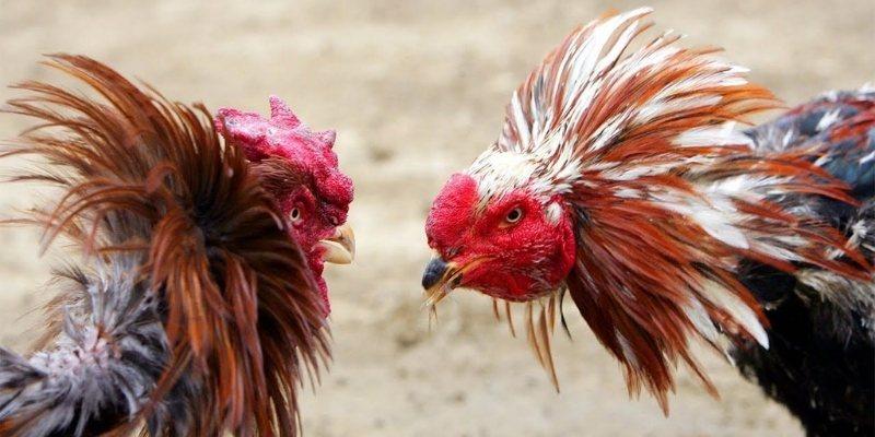 Đá gà ONBET – Đỉnh cao giải trí và cơ hội đổi đời trong từng đòn đánh