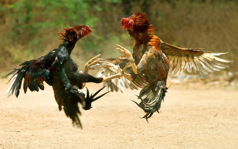 Hình ảnh đá gà và âm thanh sống động, chân thực