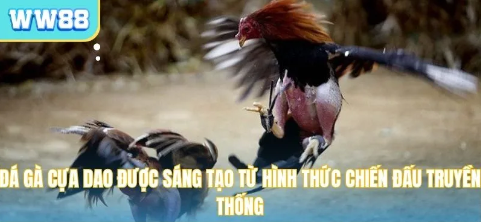 Đá gà WW88 – nơi từng cú ra đòn quyết định cả trận