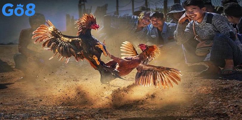 Chiến thuật đặt cược khi đá gà Go8 hiệu quả nhất