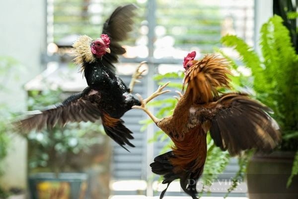 Luật Chơi Đá Gà Tại qq88