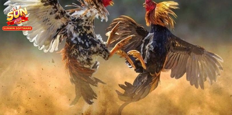 Bí quyết chọn chiến kê để thắng lớn trên đá gà Sunwin
