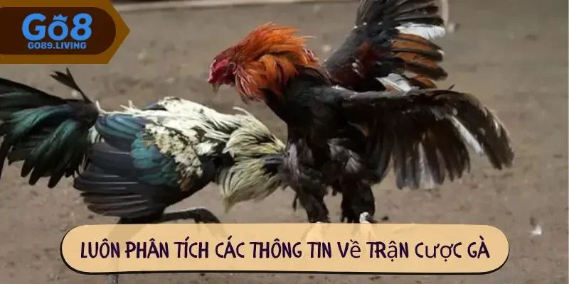 Các chiến thuật phổ biến giúp dễ thắng đá gà Go8 dễ hơn