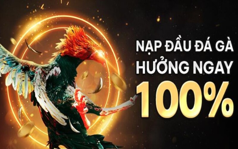 Đá gà Sv66 – Sân chơi đỉnh cao cho tín đồ chân thực và kịch tính
