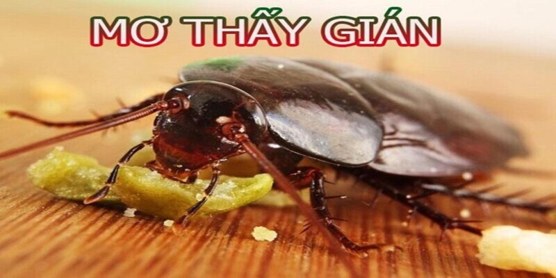 Mơ thấy gián đánh con gì? Bí mật đằng sau giấc mơ