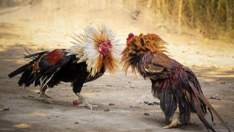 Đá gà tại 789F – Trải nghiệm đỉnh cao cho các kê thủ hiện đại