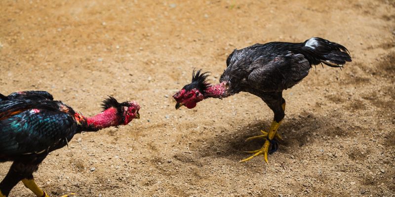 Mẹo hay trong quá trình cá cược