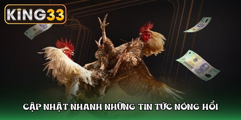 Đá gà b29 – Vũ trụ sôi động nơi những chiến kê rực lửa tung hoành