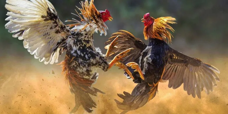 Những điều quan trọng khi xem đá gà trên Ko66