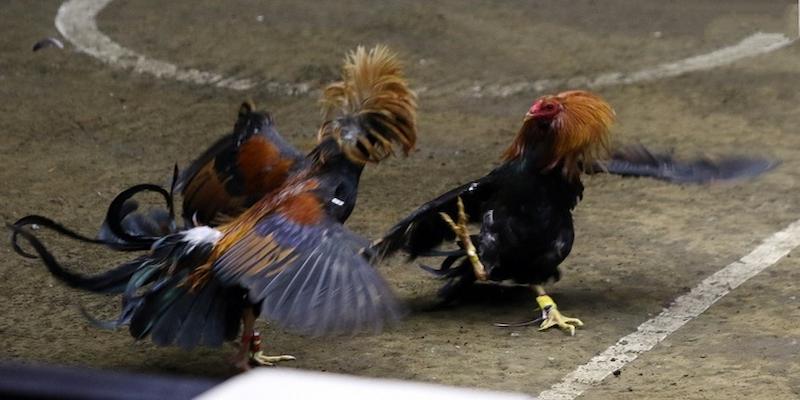 Chọn chiến kê có màu lì, lối đá áp sát