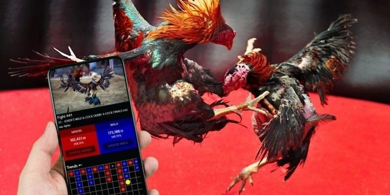 Tiêu chuẩn đánh giá gà đá cựa sắt tại Onbet