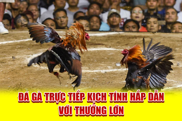 Đá gà trực tiếp kịch tính hấp dẫn với thưởng lớn