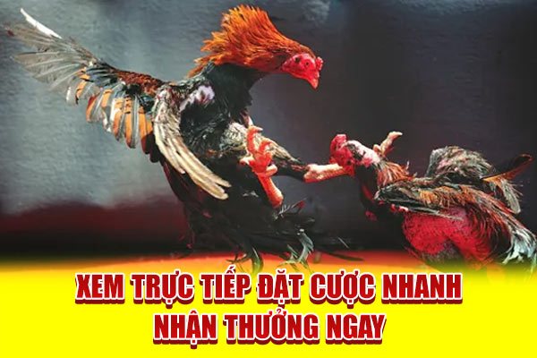 Xem trực tiếp đặt cược nhanh nhận thưởng ngay