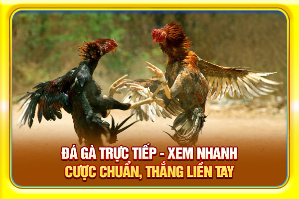 Đá Gà Trực Tiếp – Xem Nhanh, Cược Chuẩn, Thắng Liền Tay